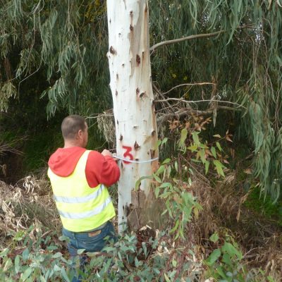 מדידת עצים