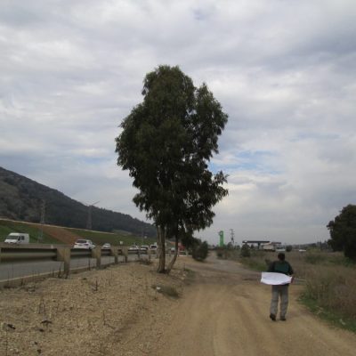 סקר עצים לאורך הכביש